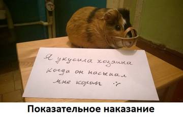 https://upforme.ru/uploads/001a/cb/5f/2/t849975.jpg