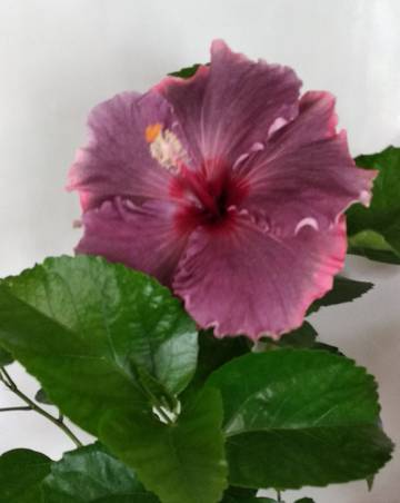 https://upforme.ru/uploads/001a/cf/46/28/t117657.jpg