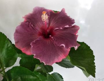 https://upforme.ru/uploads/001a/cf/46/28/t701257.jpg