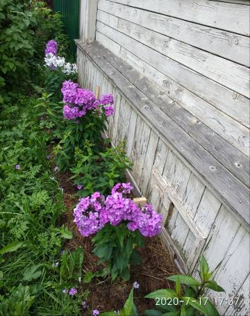 https://upforme.ru/uploads/001a/cf/46/3/t29450.jpg