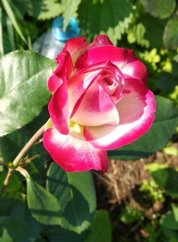 https://upforme.ru/uploads/001a/cf/46/58/t478383.jpg