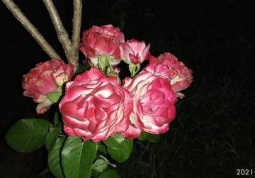 https://upforme.ru/uploads/001a/cf/46/59/t127321.jpg