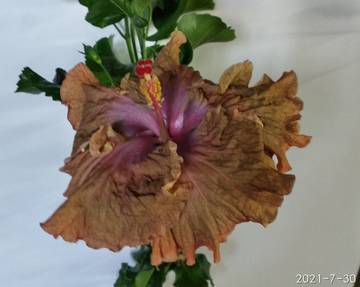 https://upforme.ru/uploads/001a/cf/46/75/t573435.jpg