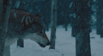https://upforme.ru/uploads/001a/da/b4/3/t98845.gif