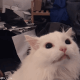 https://upforme.ru/uploads/001a/e1/ae/3/397936.gif