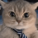 https://upforme.ru/uploads/001a/e1/ae/3/872800.gif