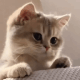 https://upforme.ru/uploads/001a/e1/ae/3/973341.gif