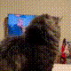 https://upforme.ru/uploads/001a/e1/ae/5/129077.gif