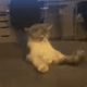 https://upforme.ru/uploads/001a/e1/ae/5/437038.gif