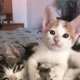 https://upforme.ru/uploads/001a/e1/ae/5/695108.gif