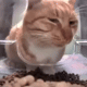 https://upforme.ru/uploads/001a/e1/ae/5/715523.gif