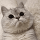 https://upforme.ru/uploads/001a/e1/ae/5/767338.gif