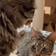 https://upforme.ru/uploads/001a/e1/ae/5/827471.gif