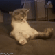 https://upforme.ru/uploads/001a/e1/ae/5/931345.gif