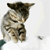 https://upforme.ru/uploads/001a/eb/83/2/305379.gif