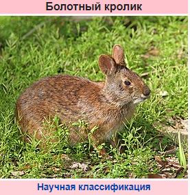 https://upforme.ru/uploads/001a/f0/62/7/t829982.png