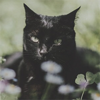 https://upforme.ru/uploads/001a/f4/24/11/203349.png
