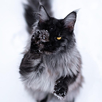 https://upforme.ru/uploads/001a/f4/24/11/403243.png