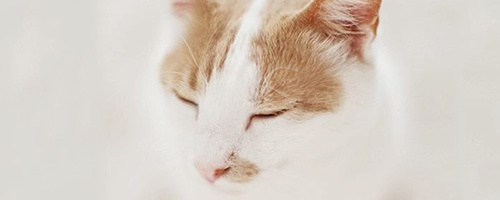 https://upforme.ru/uploads/001a/f4/24/151/402476.png