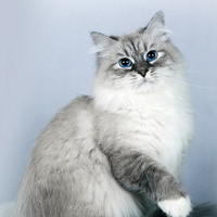 https://upforme.ru/uploads/001a/f4/24/181/604285.png