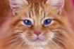 https://upforme.ru/uploads/001a/f4/24/2/887657.png