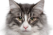 https://upforme.ru/uploads/001a/f4/24/2/994735.png