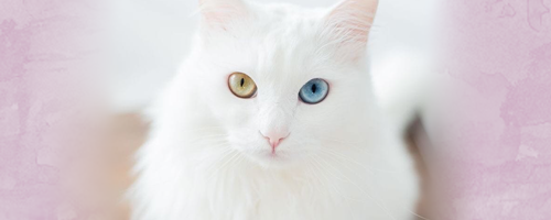 https://upforme.ru/uploads/001a/f4/24/262/81874.png