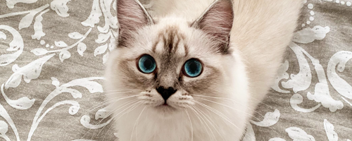 https://upforme.ru/uploads/001a/f4/24/40/683757.png