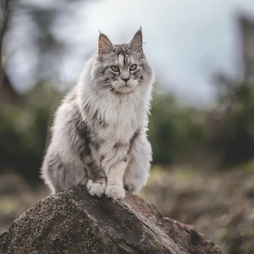 https://upforme.ru/uploads/001a/f4/24/541/t594150.png