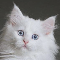 https://upforme.ru/uploads/001a/f4/24/584/108890.png
