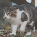 https://upforme.ru/uploads/001a/f4/24/584/154304.png