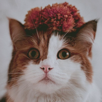 https://upforme.ru/uploads/001a/f4/24/584/23338.png