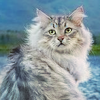 https://upforme.ru/uploads/001a/f4/24/584/728217.png