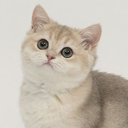https://upforme.ru/uploads/001a/f4/24/584/779002.png