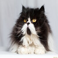 https://upforme.ru/uploads/001a/f4/24/591/464510.jpg