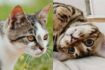 https://upforme.ru/uploads/001a/f4/24/592/935361.png