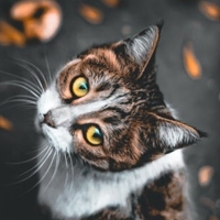https://upforme.ru/uploads/001a/f4/24/602/865888.jpg