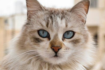 https://upforme.ru/uploads/001a/f4/24/616/104809.png