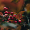 https://upforme.ru/uploads/001a/f4/24/616/185252.png