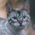 https://upforme.ru/uploads/001a/f4/24/616/377387.png