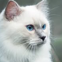 https://upforme.ru/uploads/001a/f4/24/616/407400.png