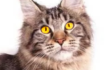 https://upforme.ru/uploads/001a/f4/24/616/454345.png