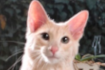 https://upforme.ru/uploads/001a/f4/24/616/684712.png
