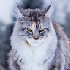 https://upforme.ru/uploads/001a/f4/24/616/763607.png