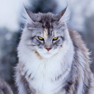 https://upforme.ru/uploads/001a/f4/24/665/307331.png