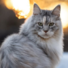 https://upforme.ru/uploads/001a/f4/24/665/478132.png