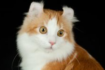 https://upforme.ru/uploads/001a/f4/24/694/417558.png