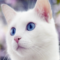 https://upforme.ru/uploads/001a/f4/24/694/819007.png