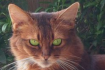https://upforme.ru/uploads/001a/f4/24/694/976357.png