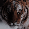 https://upforme.ru/uploads/001a/f4/24/694/978004.png